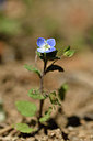 BUITEN BEELD Foto: 278213