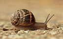 BUITEN BEELD Foto: 278277