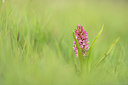 BUITEN BEELD Foto: 278328