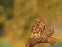 BUITEN BEELD Foto: 278346