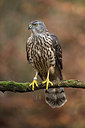 BUITEN BEELD Foto: 278351