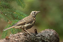 BUITEN BEELD Foto: 278355