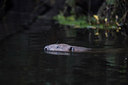 BUITEN BEELD Foto: 278370