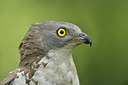 BUITEN BEELD Foto: 278388