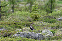 BUITEN BEELD Foto: 278417