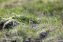 BUITEN BEELD Foto: 278430