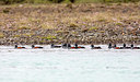 BUITEN BEELD Foto: 278459