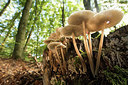 BUITEN BEELD Foto: 278468