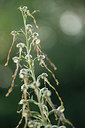 BUITEN BEELD Foto: 278472