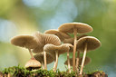 BUITEN BEELD Foto: 278481