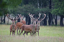 BUITEN BEELD Foto: 278497
