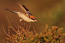 BUITEN BEELD Foto: 278509