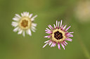 BUITEN BEELD Foto: 278523