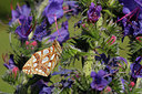 BUITEN BEELD Foto: 278529