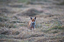 BUITEN BEELD Foto: 278627