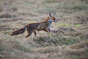 BUITEN BEELD Foto: 278628