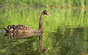 BUITEN BEELD Foto: 278673