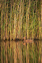 BUITEN BEELD Foto: 278686