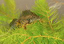 BUITEN BEELD Foto: 278713