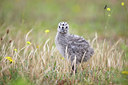 BUITEN BEELD Foto: 278739