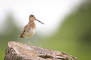 BUITEN BEELD Foto: 278745