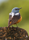 BUITEN BEELD Foto: 278824