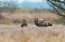 BUITEN BEELD Foto: 278858