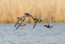 BUITEN BEELD Foto: 278878