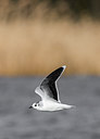 BUITEN BEELD Foto: 278884