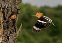 BUITEN BEELD Foto: 278891