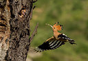 BUITEN BEELD Foto: 278893