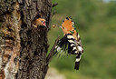 BUITEN BEELD Foto: 278895