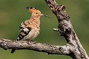BUITEN BEELD Foto: 278896