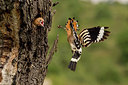 BUITEN BEELD Foto: 278899