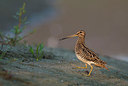 BUITEN BEELD Foto: 278953