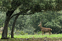 BUITEN BEELD Foto: 278967