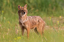 BUITEN BEELD Foto: 278968