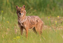 BUITEN BEELD Foto: 278970