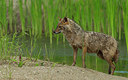 BUITEN BEELD Foto: 278973
