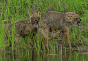BUITEN BEELD Foto: 278974