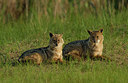 BUITEN BEELD Foto: 278978