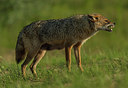 BUITEN BEELD Foto: 278979