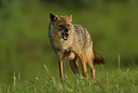 BUITEN BEELD Foto: 278980