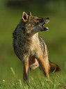 BUITEN BEELD Foto: 278981