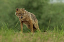 BUITEN BEELD Foto: 278982
