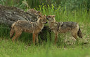 BUITEN BEELD Foto: 278983
