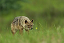 BUITEN BEELD Foto: 278986