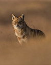 BUITEN BEELD Foto: 278991
