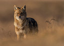 BUITEN BEELD Foto: 278992