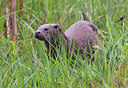 BUITEN BEELD Foto: 278995